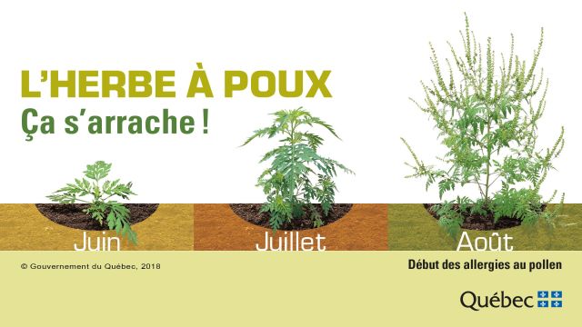 herbe